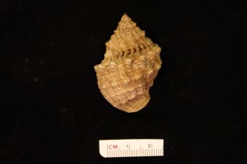 Media type: image;   Malacology 177755